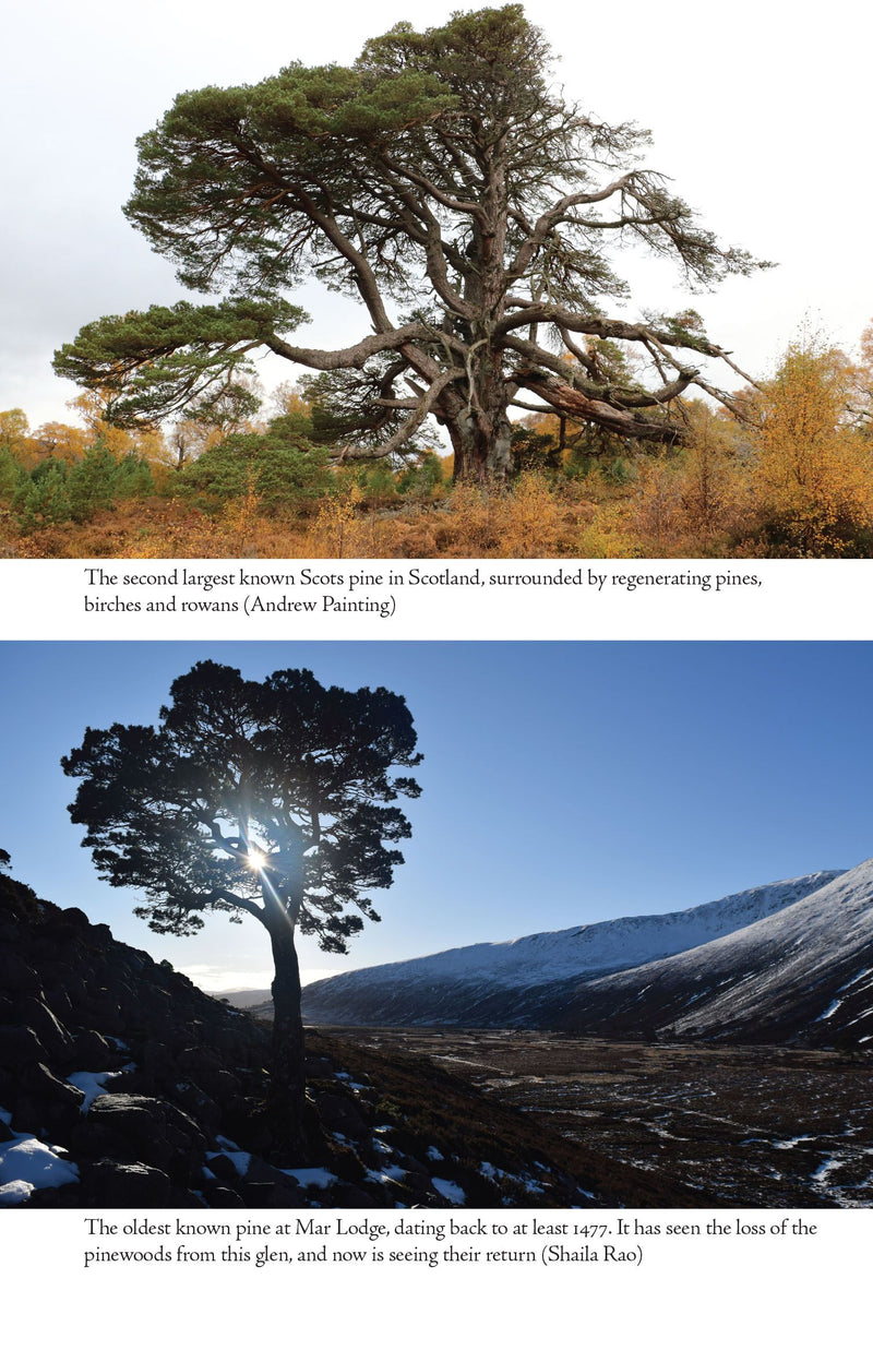 Regeneration: The Rescue of a Wild Land by Andrew Painting