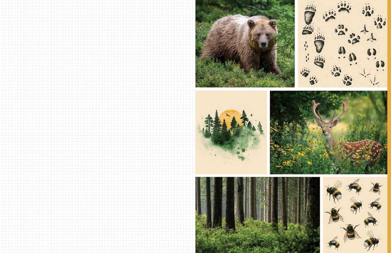 Cut And Collage Woodland Creatures (PB)