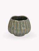 Osmington Pot 14cm Rosemary