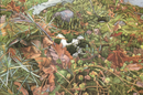 Undergrowth by Julian Cooper (b. 1947)