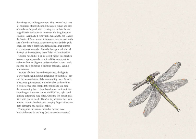 From Field & Forest: An Artist's Year in Paint and Pen by Anna Koska